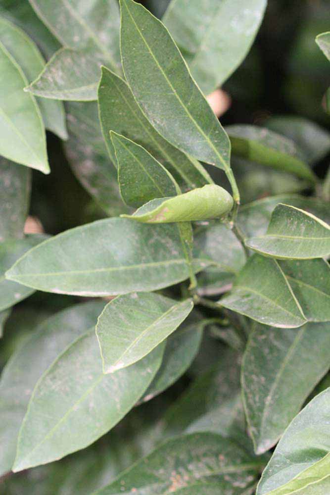              Sun leaves (Riverside, CA)       